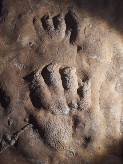 Fährtenplatte mit Spuren des Wolfhager Urhandtieres